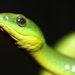 Greater Green Snake - Photo (c) Thomas Brown, some rights reserved (CC BY-NC), uploaded by Thomas Brown
