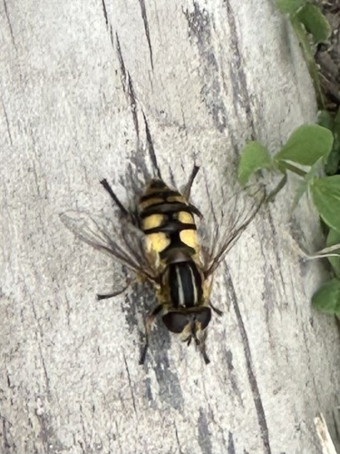 Unknown species found near Yellowstone National Park, Yellowstone National Park, WY, US