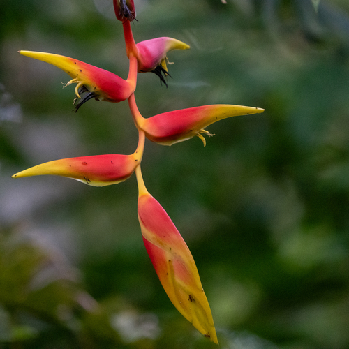 False bird of paradise (Heliconia platystachys)