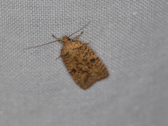 Agonopterix thelmae