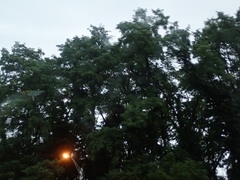 Magnoliopsida