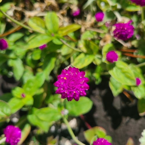 Gomphrena globosa observed 2025-06-19