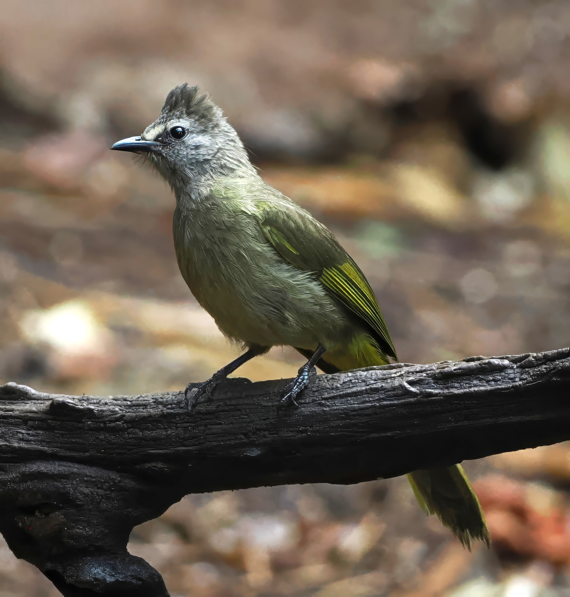 Flavescent Bulbul