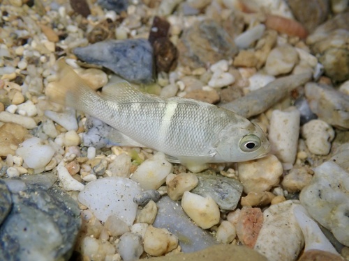 Mezina nibbler (Girella mezina) — Kyphosidae
