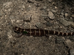 Ambystoma annulatum