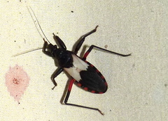Microtomus purcis