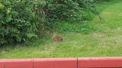 Sylvilagus floridanus