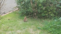 Sylvilagus floridanus