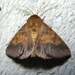 Orange Sallow - Photo (c) John Trent, some rights reserved (CC BY-NC-ND), uploaded by John Trent