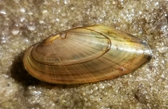 Elliptio angustata