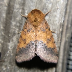 Pyrrhia aurantiago