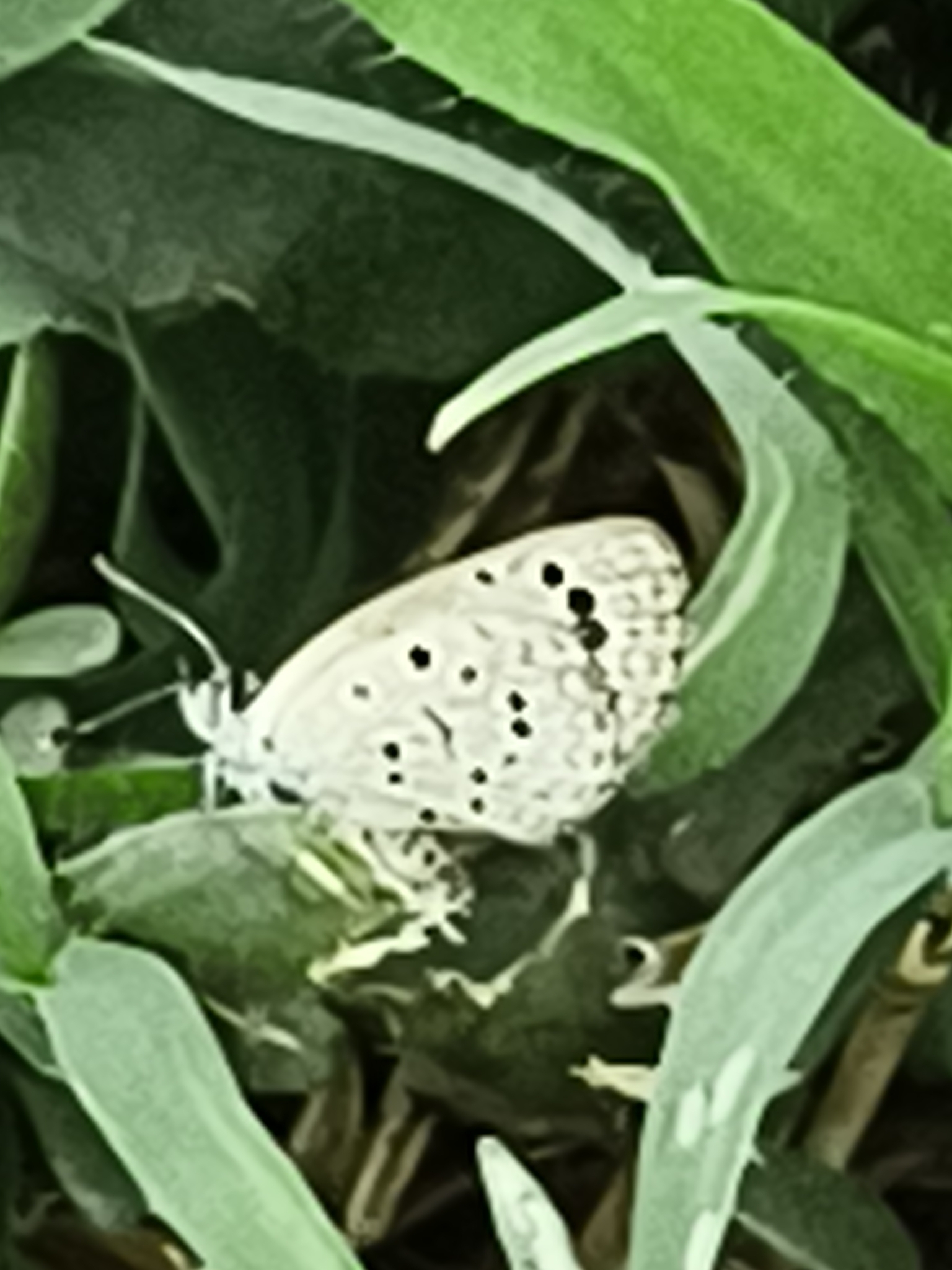 Dark Grass Blue