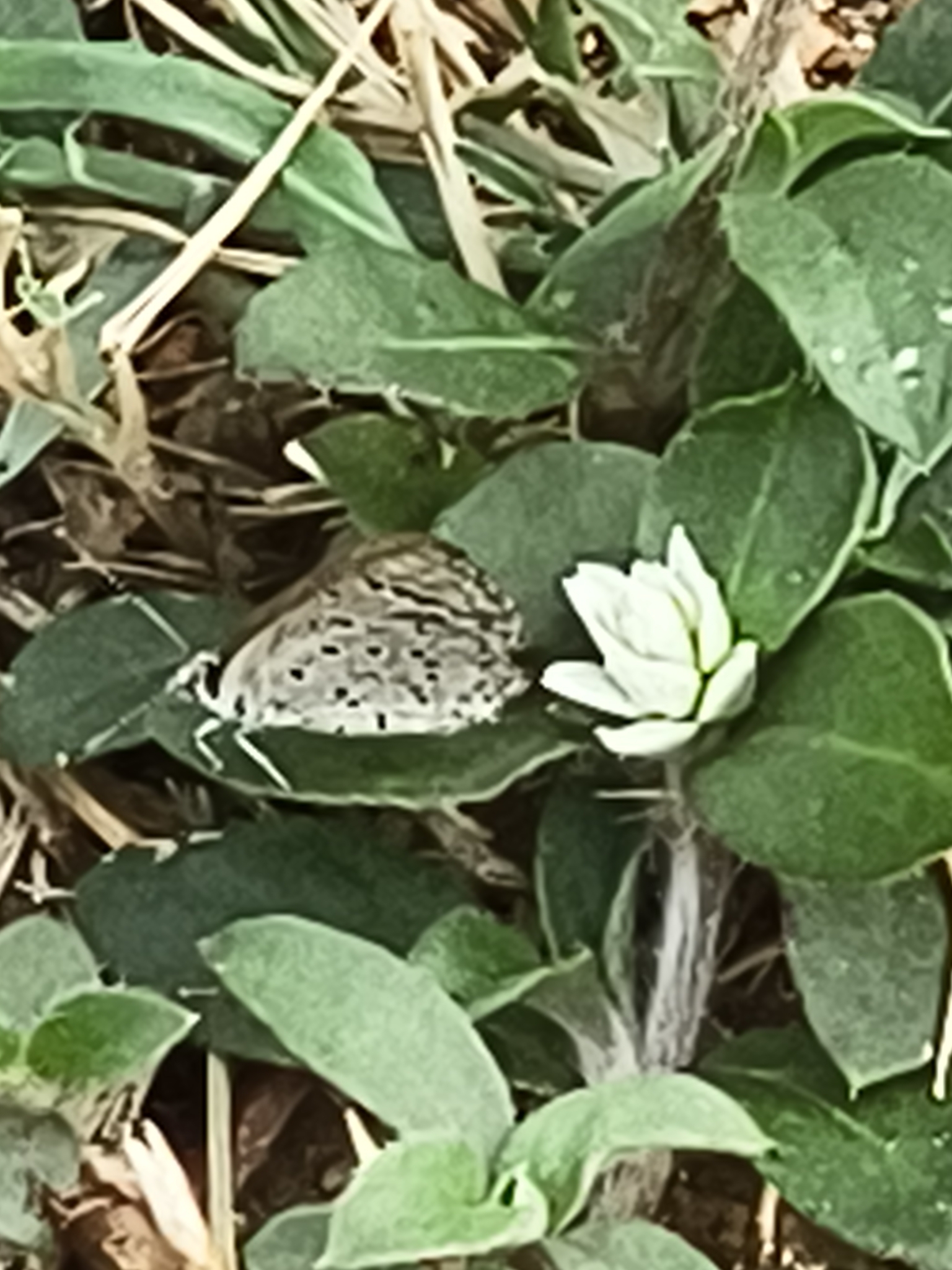 Dark Grass Blue