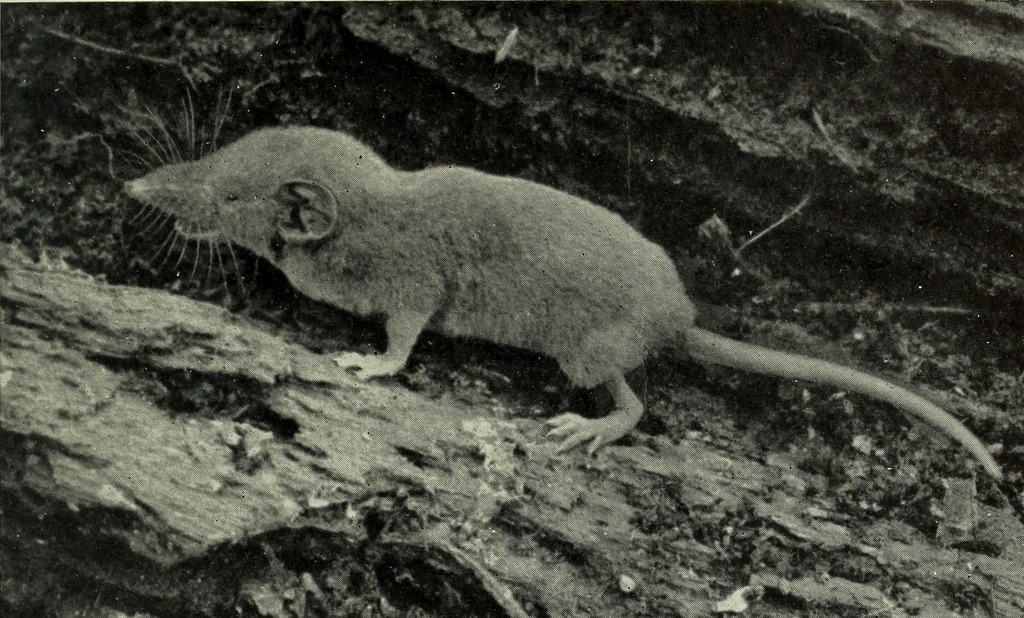 Dent's Shrew