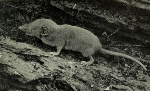 Dent's Shrew (Crocidura denti) — Least Concern Mammalia