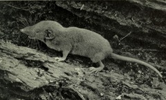Dent's Shrew photo 1