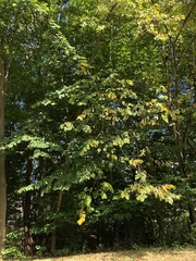 Tilia americana americana