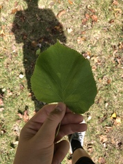 Tilia americana americana