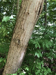 Tilia americana americana