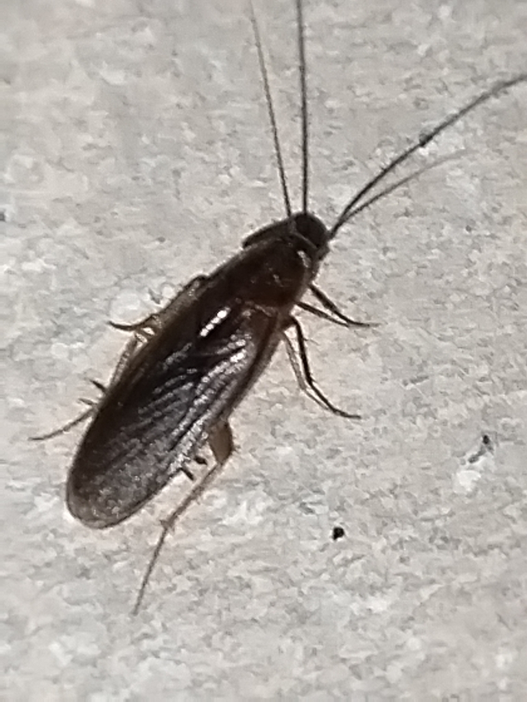 Schwarz's hooded cockroach