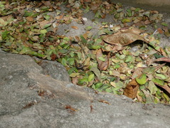 Pholidoscelis taeniurus