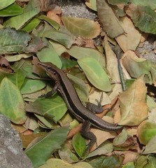 Pholidoscelis taeniurus