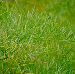 Arracacia tolucensis