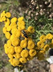 Typocerus sparsus