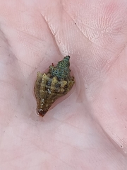 オウウヨウラク