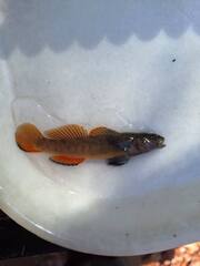 Barcheek Darter photo 2