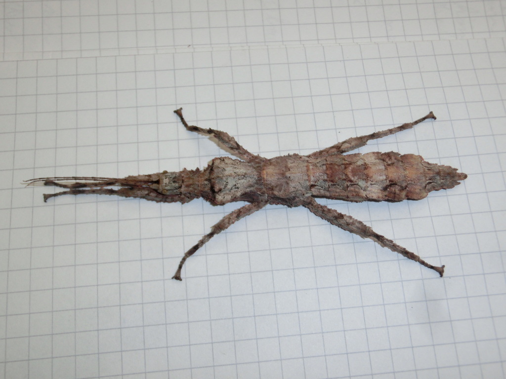 Hesperophasma
