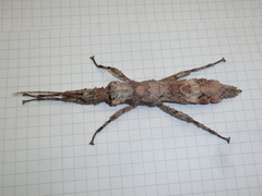 Hesperophasma