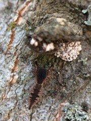 Cheliferoides segmentatus