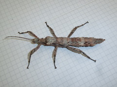 Hesperophasma