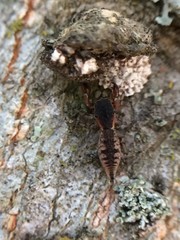 Cheliferoides segmentatus