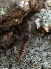 Cheliferoides segmentatus