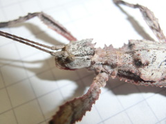 Hesperophasma