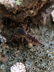 Cheliferoides segmentatus