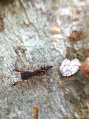 Cheliferoides segmentatus