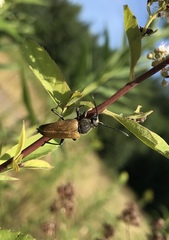 Trigonarthris