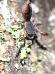 Cheliferoides segmentatus