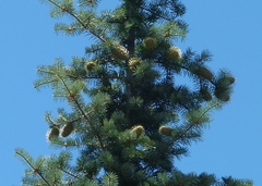 Abies bracteata