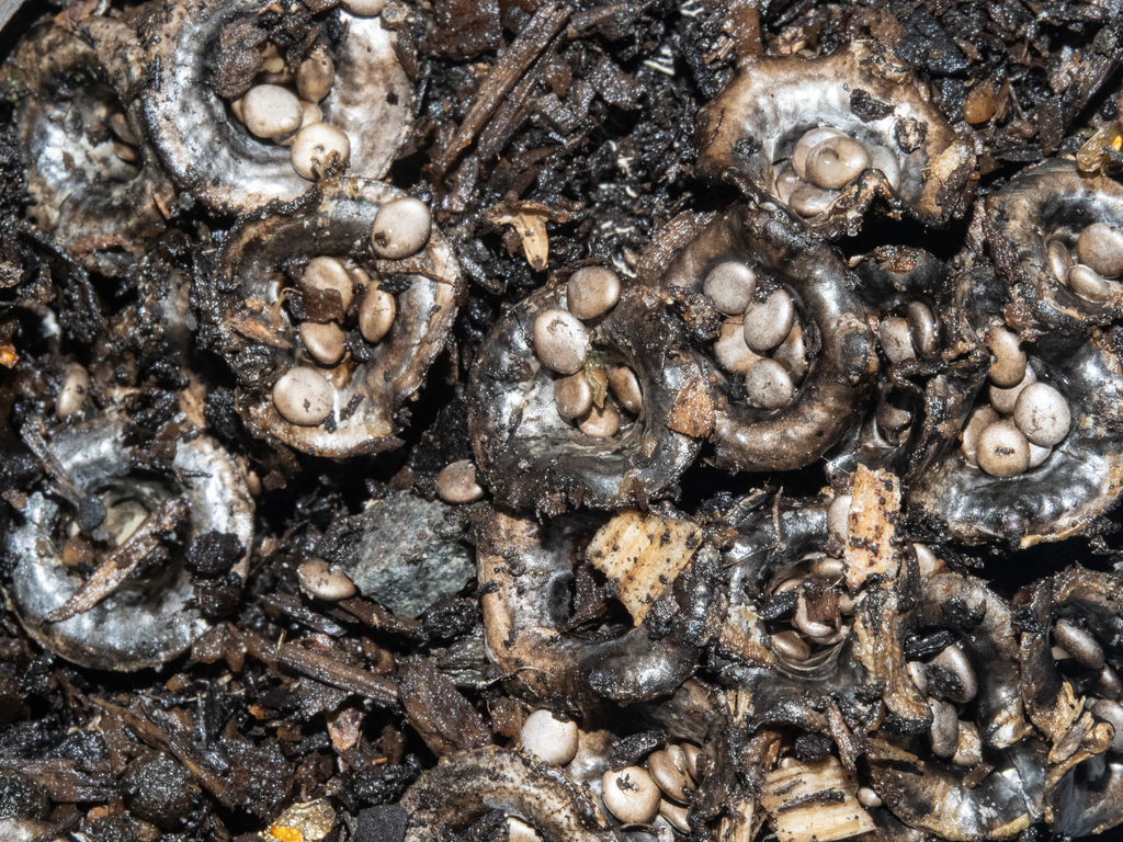 Cyathus olla · June 2025 · photo: © carey_knox_southern_scales (iNaturalist, cc-by-nc)