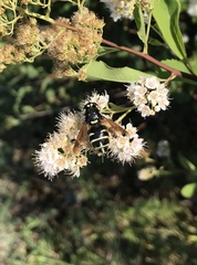Stratiomys badia