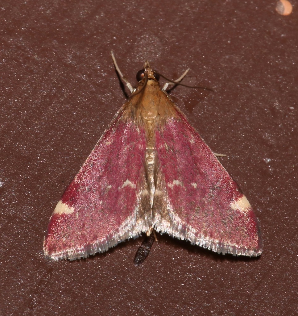 Elegant Pyrausta