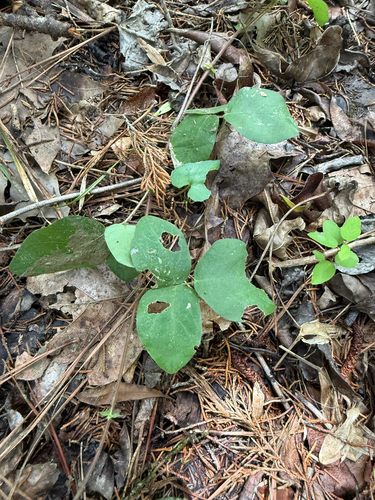 Cream Tick-trefoil (Desmodium ochroleucum)