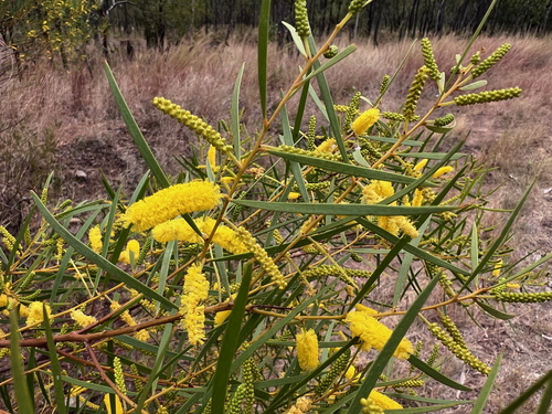 Acacia hammondii observed 2025-06-17