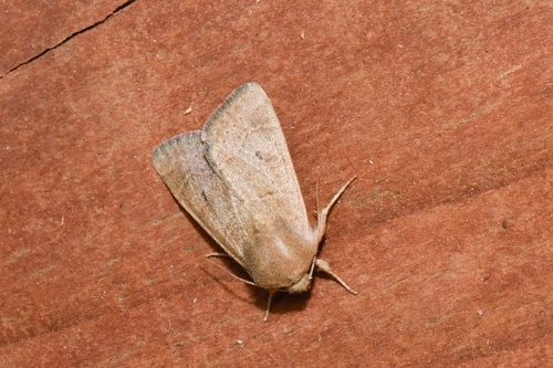 Ulolonche consopita