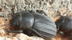 Pimelia