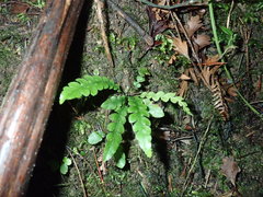 Blechnum chambersii